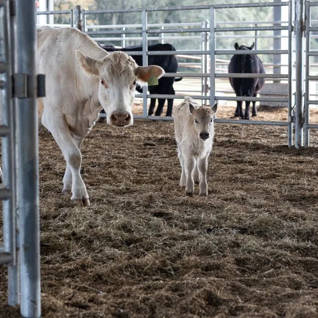 thumbnail for publication: 2022 South Florida Beef Forage Survey Results